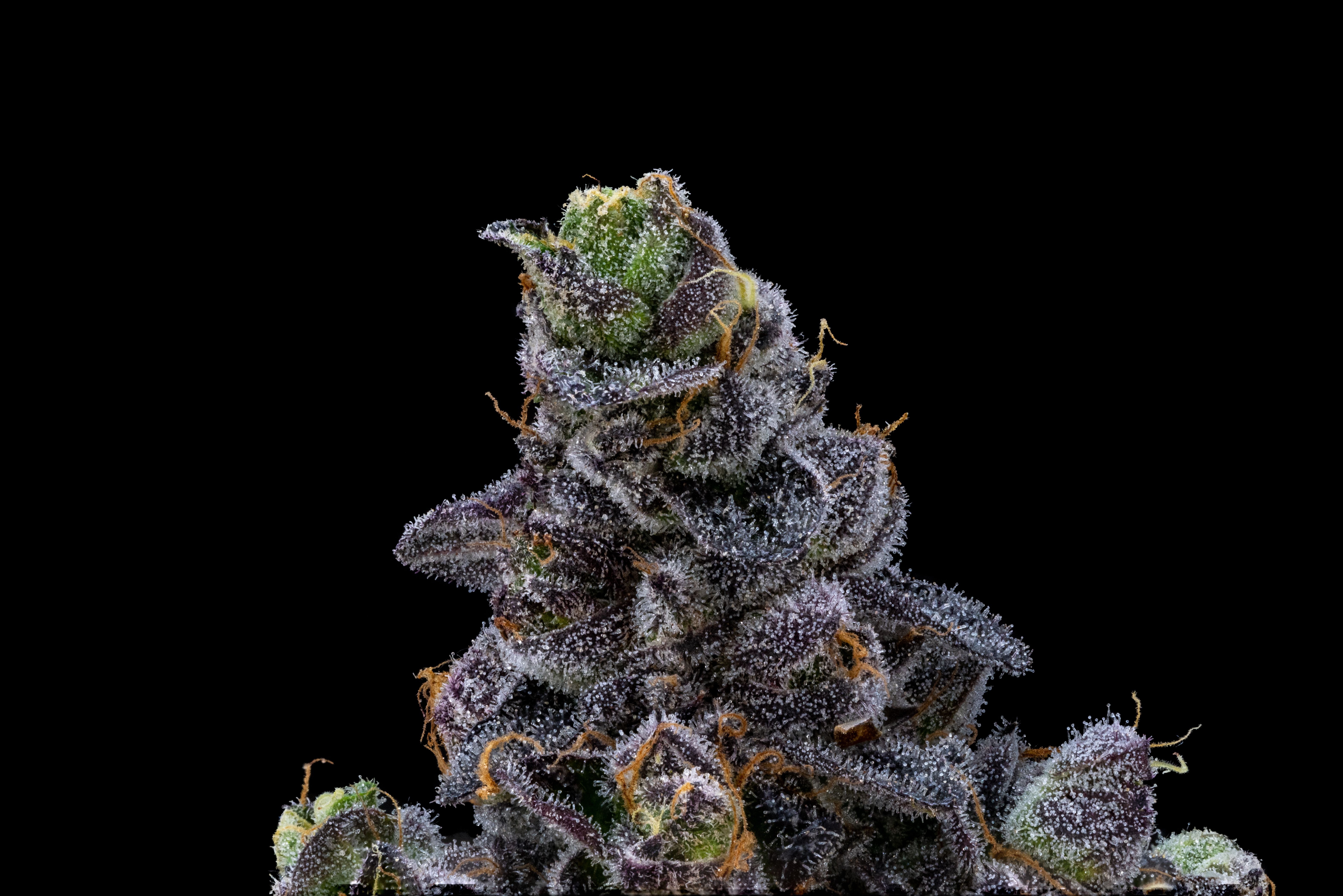 biscotti sherb cannabis closeup